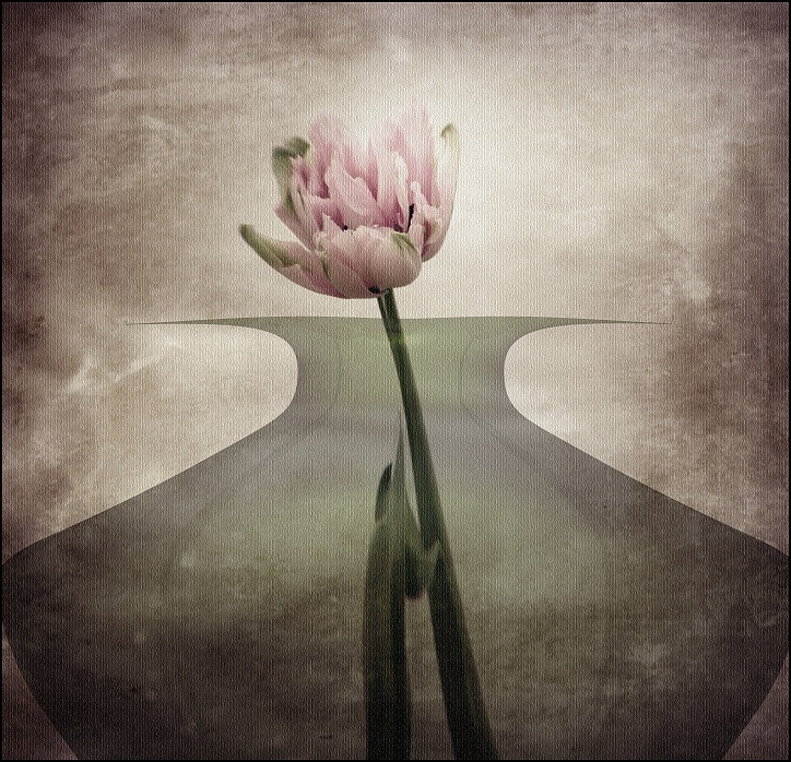 tulipa...