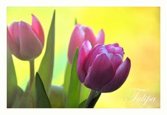 tulipa