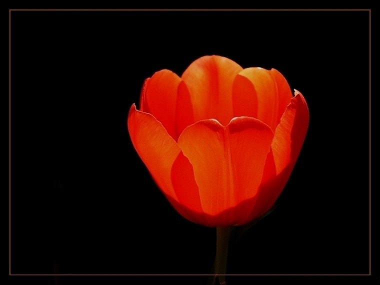 Tulipa