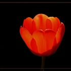 Tulipa