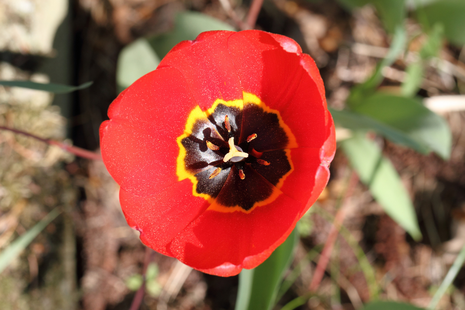 Tulipa agenensis