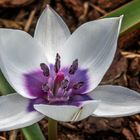 Tulipa alba maculata courulea