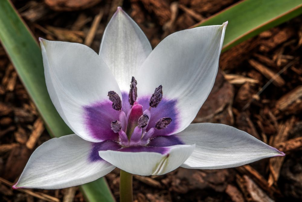 Tulipa alba maculata courulea