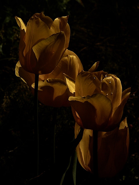 tulipa aurea