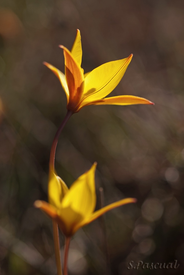 Tulipa australis