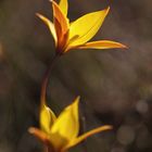 Tulipa australis