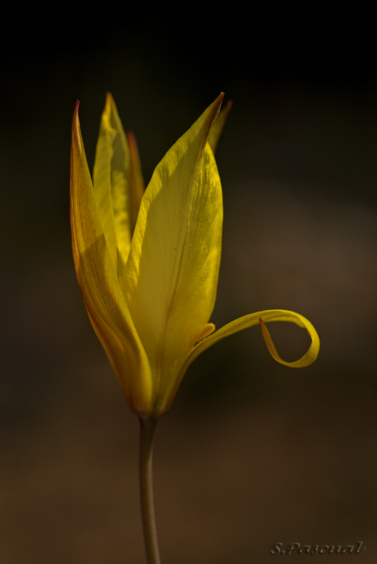 Tulipa australis