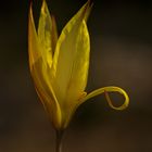 Tulipa australis