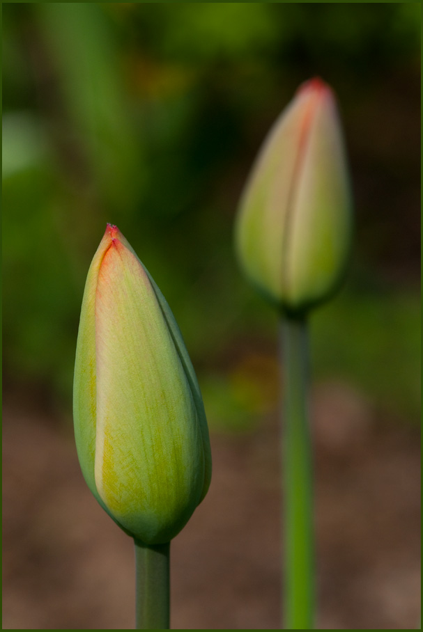 Tulipa