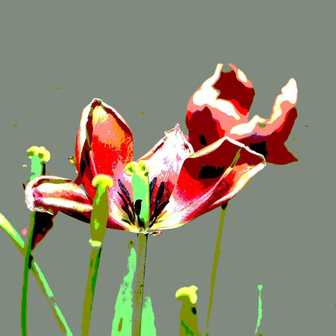 «Tulipa» 
