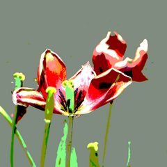 «Tulipa» 