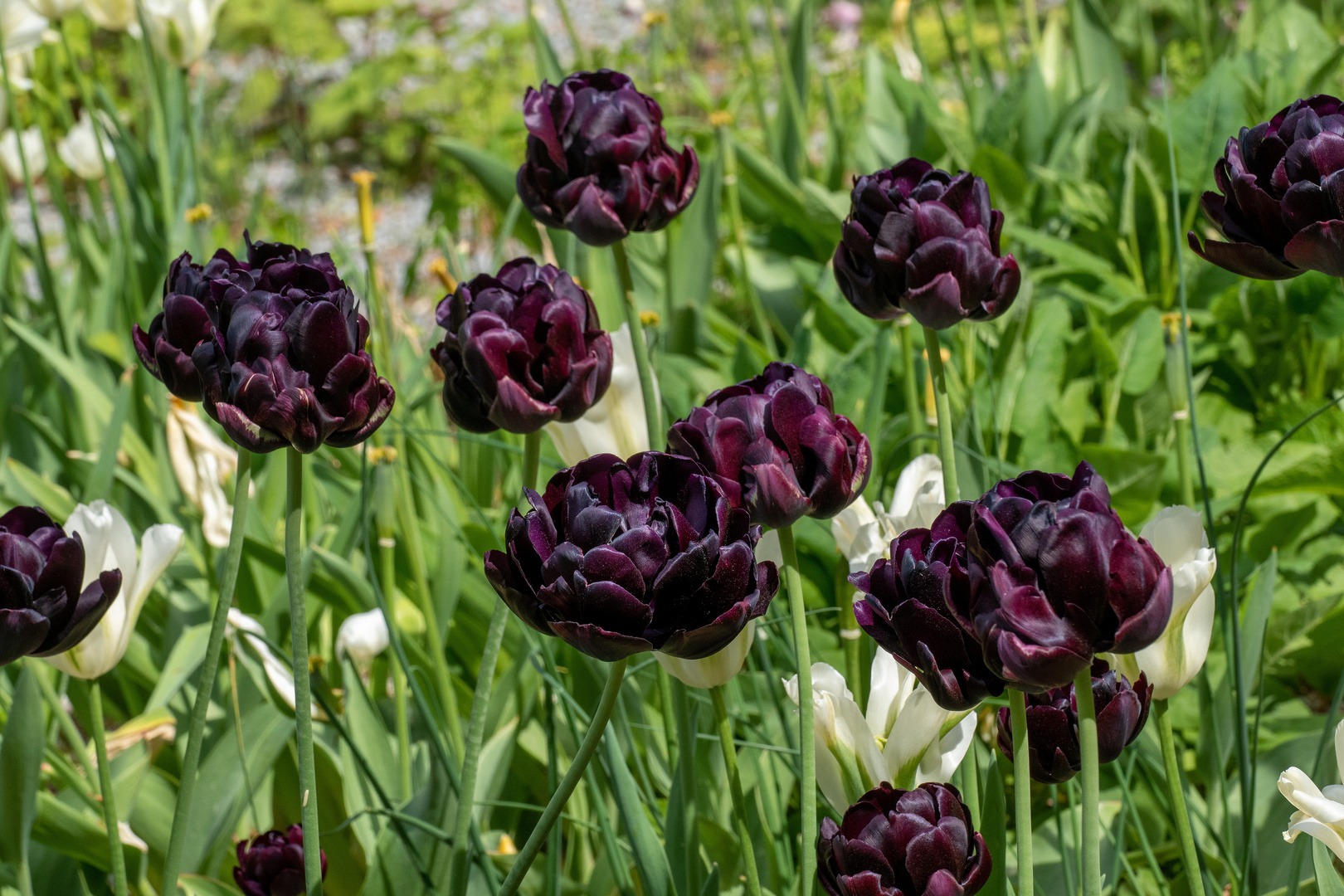 Tulipa Black Hero 