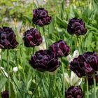 Tulipa Black Hero 