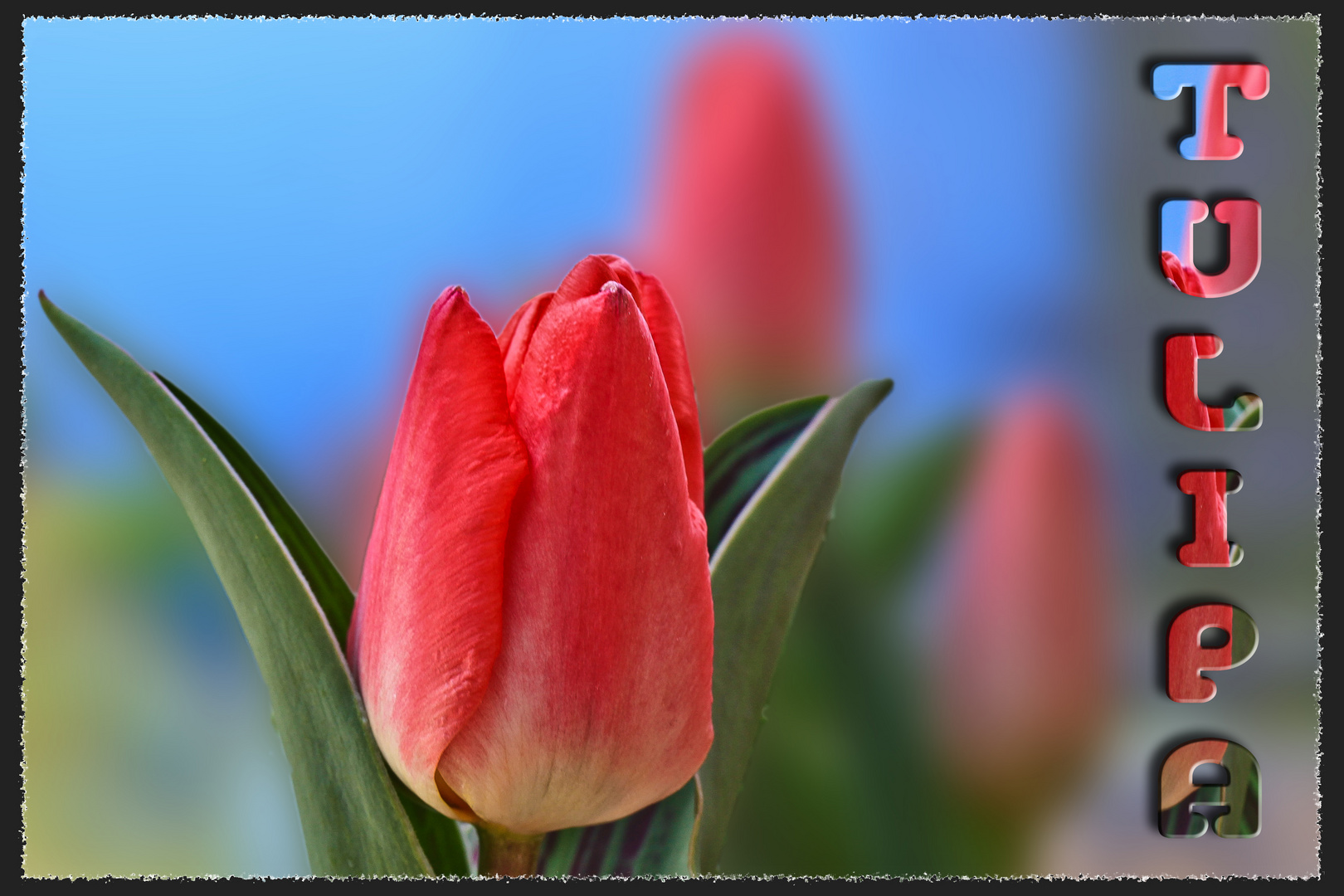 ~ Tulipa ~