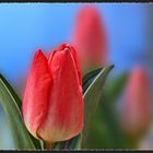 ~ Tulipa ~