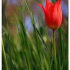 Tulipa