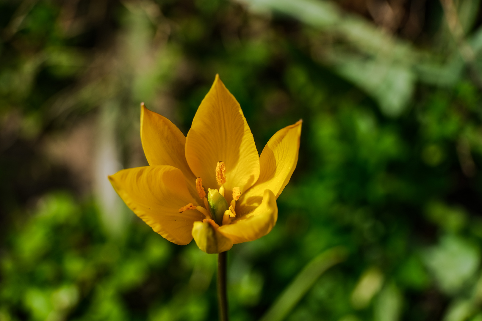 Tulipa Clusiana