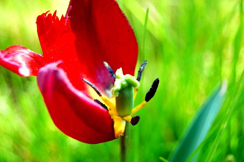 Tulipa Cultivars...am Abblühen