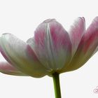 Tulipa