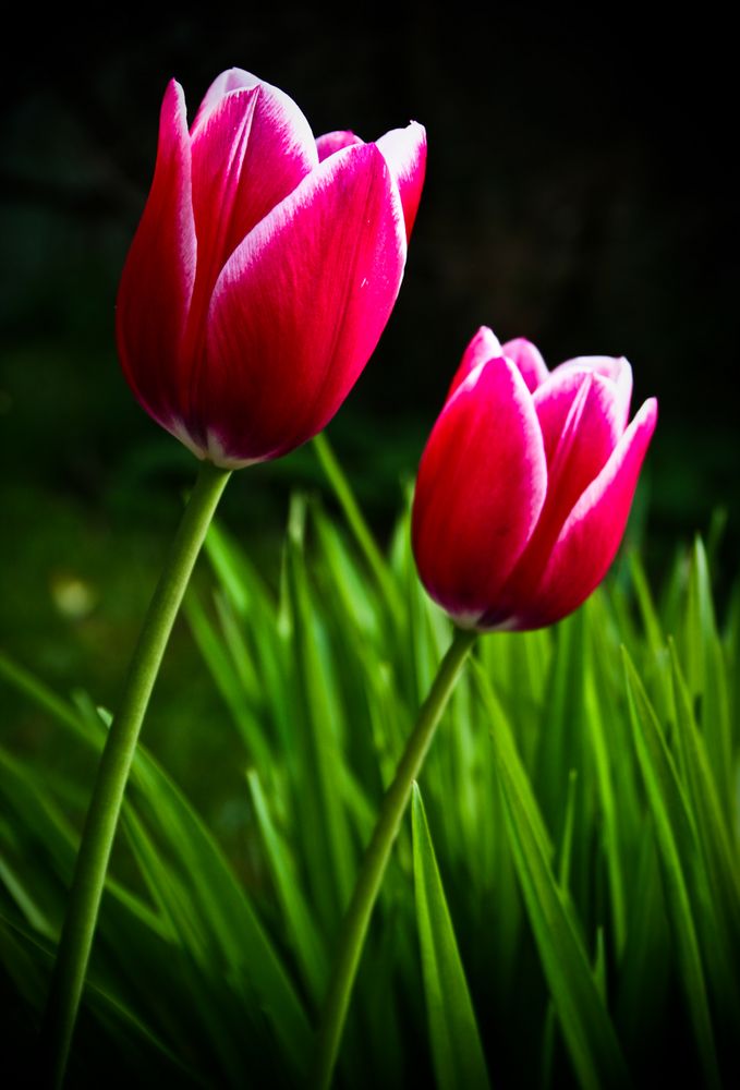 Tulipa da Esperanca von Asi C. 