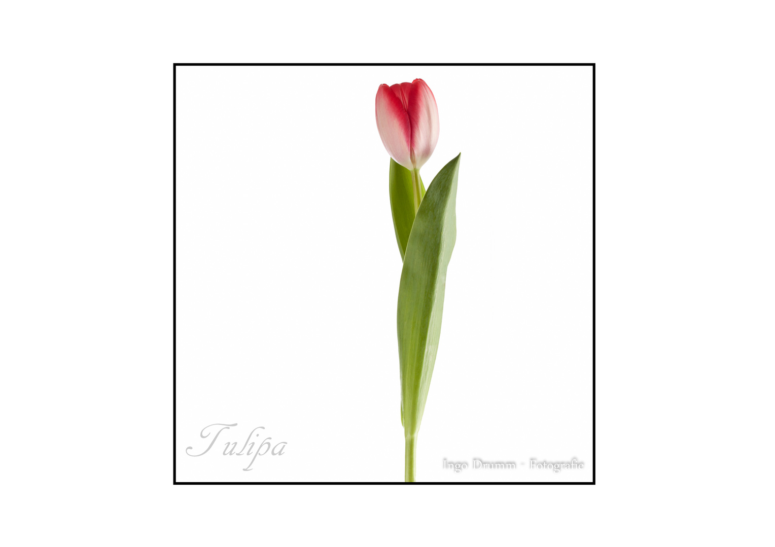 Tulipa