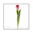 Tulipa