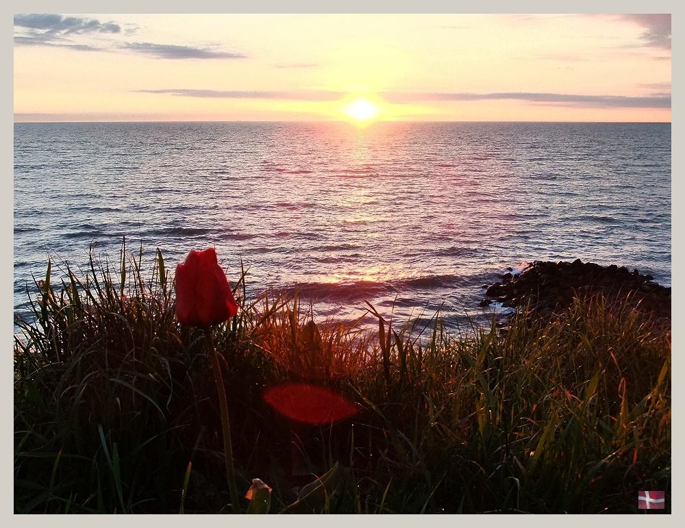 TULIPA DANMARKA HAVKLITIA