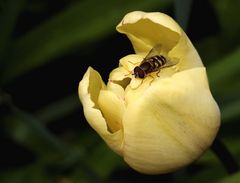 Tulipa darwin hybrid 'Blushing Apeldoorn'...