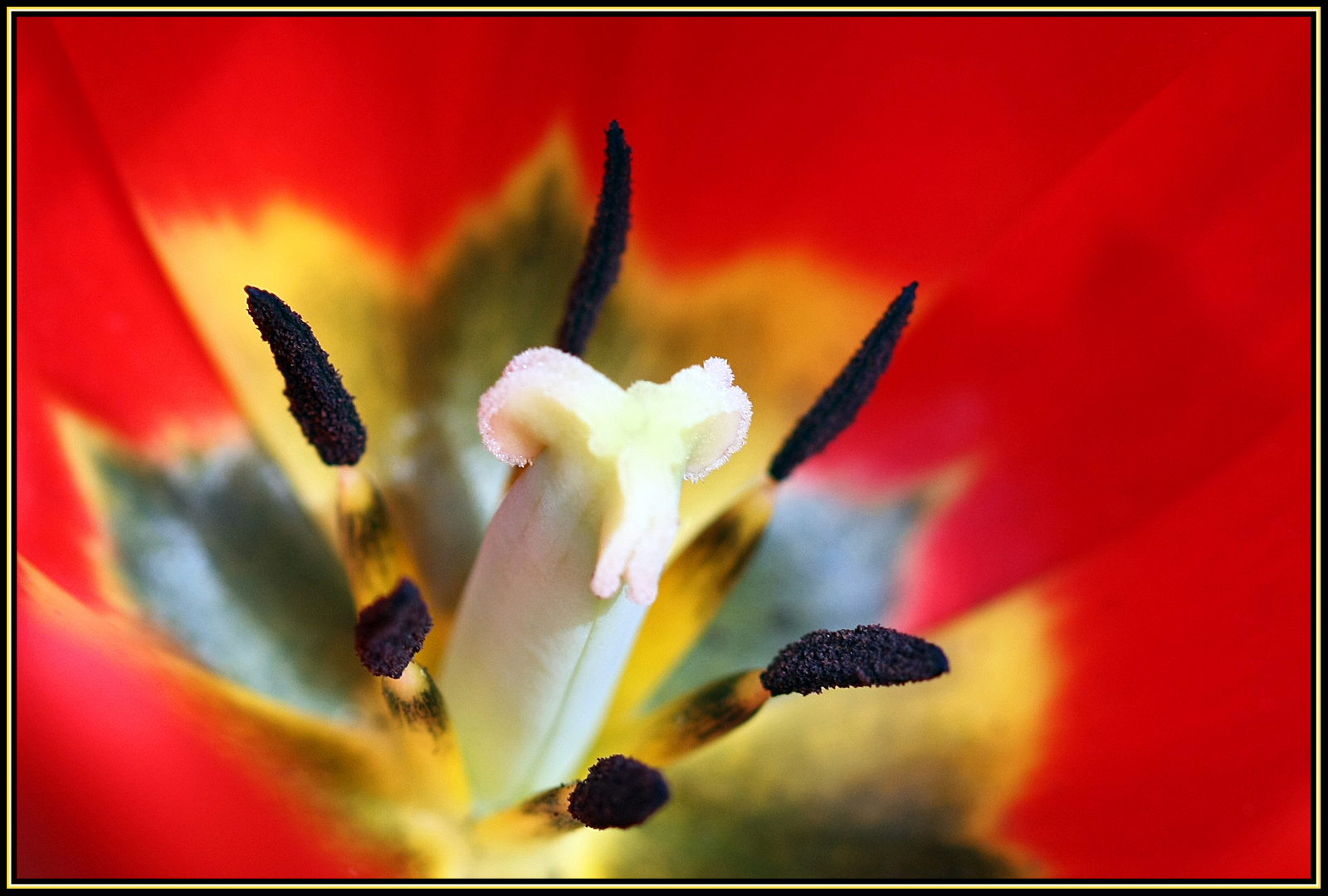 Tulipa