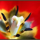 Tulipa