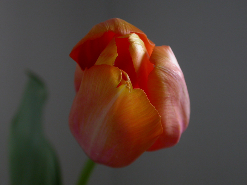 Tulipa