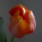 Tulipa