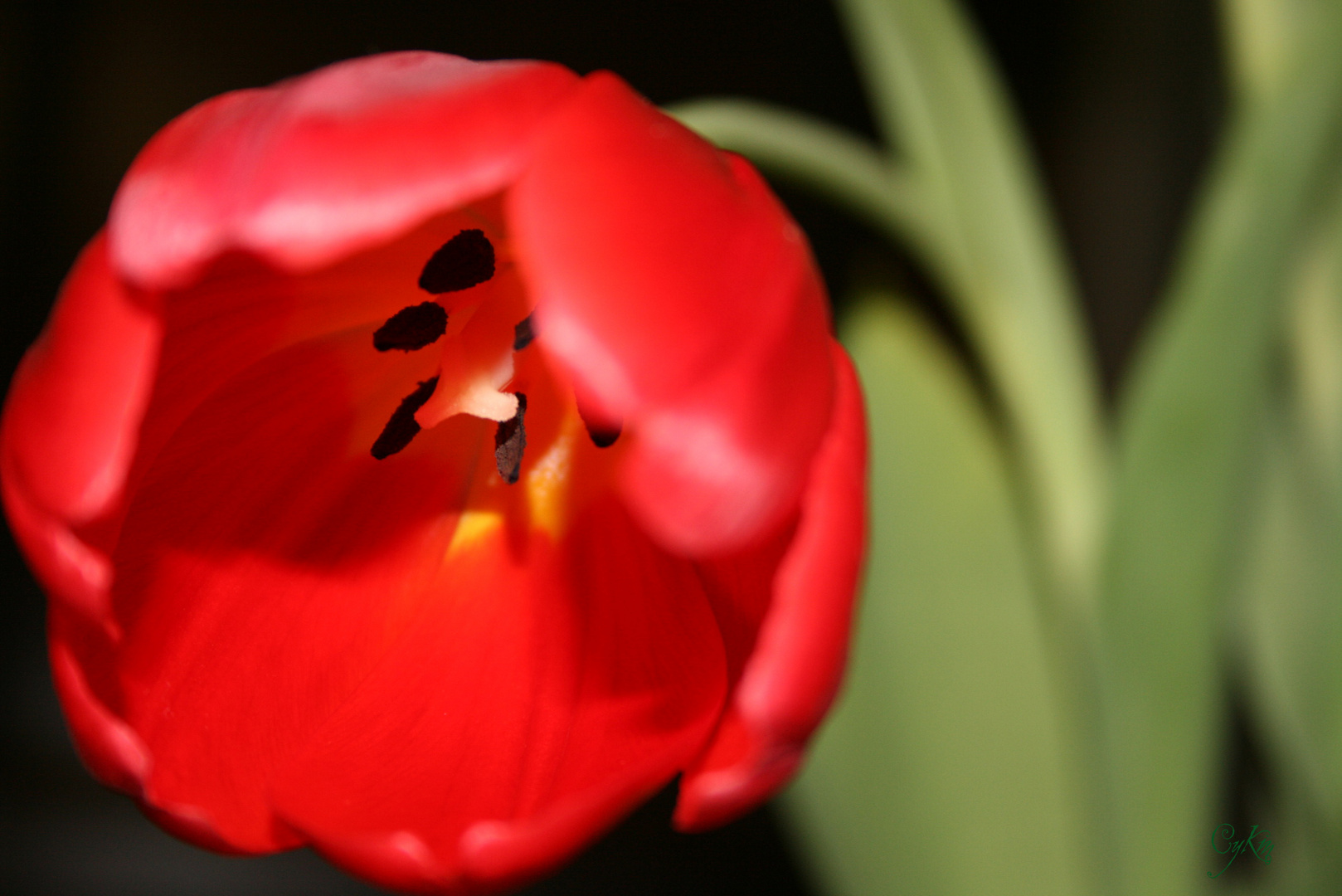 Tulipa e seus segredos. (Tulip and yours secrets).