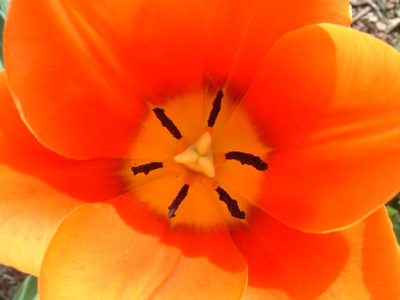 Tulipa