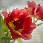 ~Tulipa~