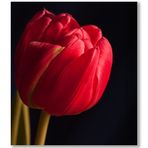 Tulipa