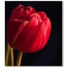 Tulipa