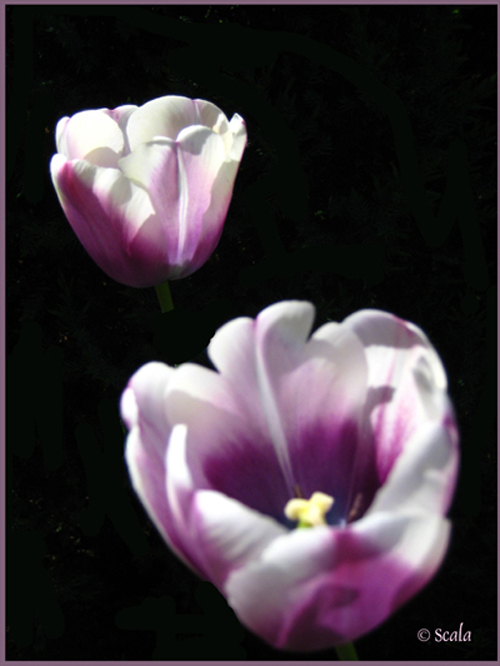 Tulipa