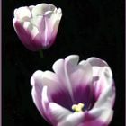 Tulipa