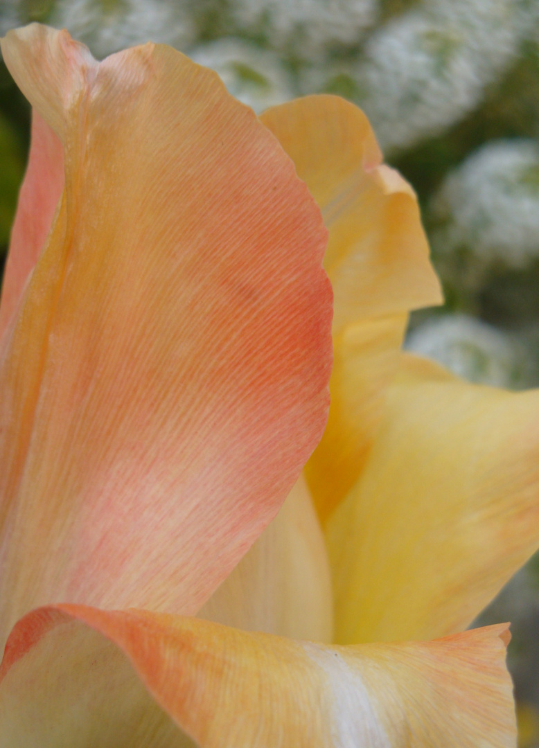 Tulipa Eleganta