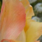 Tulipa Eleganta