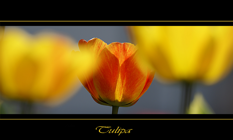 Tulipa