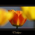 Tulipa