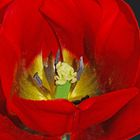 Tulipa - Familie der Liliaceae