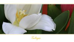 Tulipa