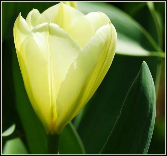 Tulipa fosteriana ‘Purissima’ - The White Emperor
