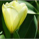 Tulipa fosteriana ‘Purissima’ - The White Emperor