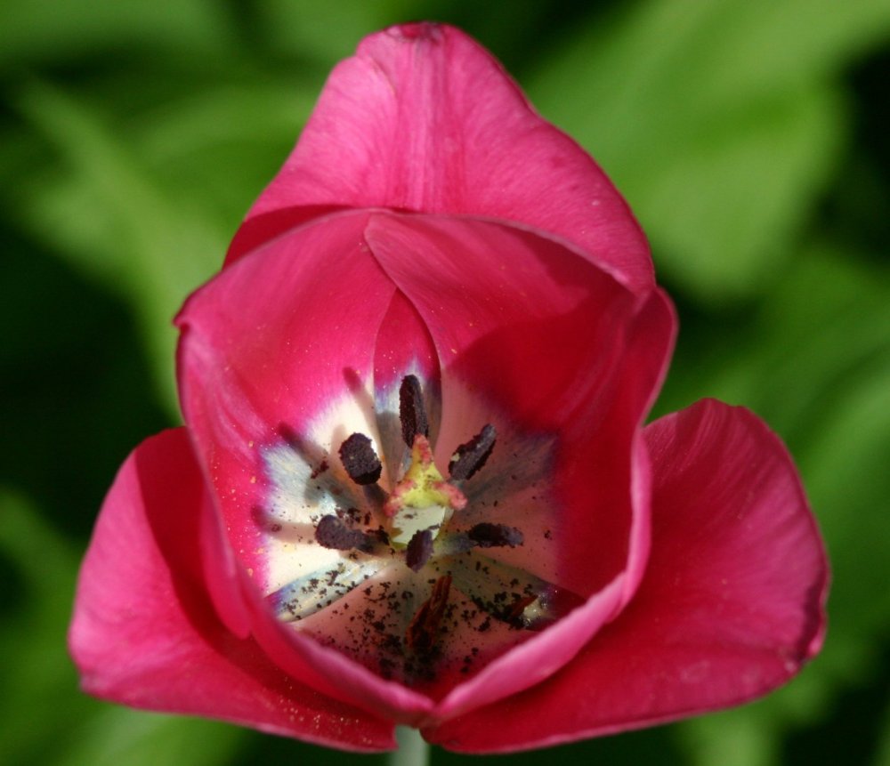 Tulipa gesneriana