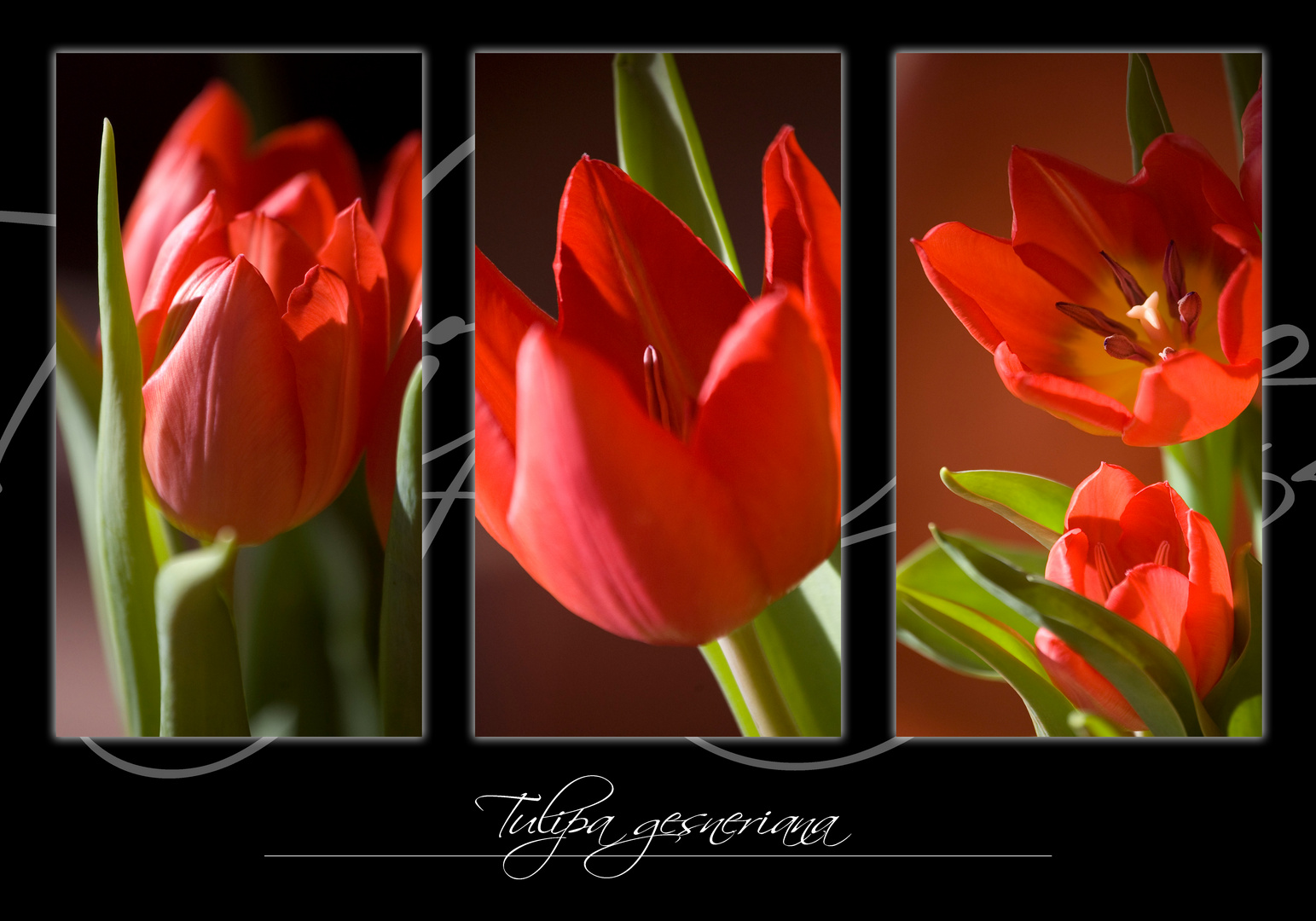 .Tulipa gesneriana.