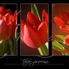 .Tulipa gesneriana.